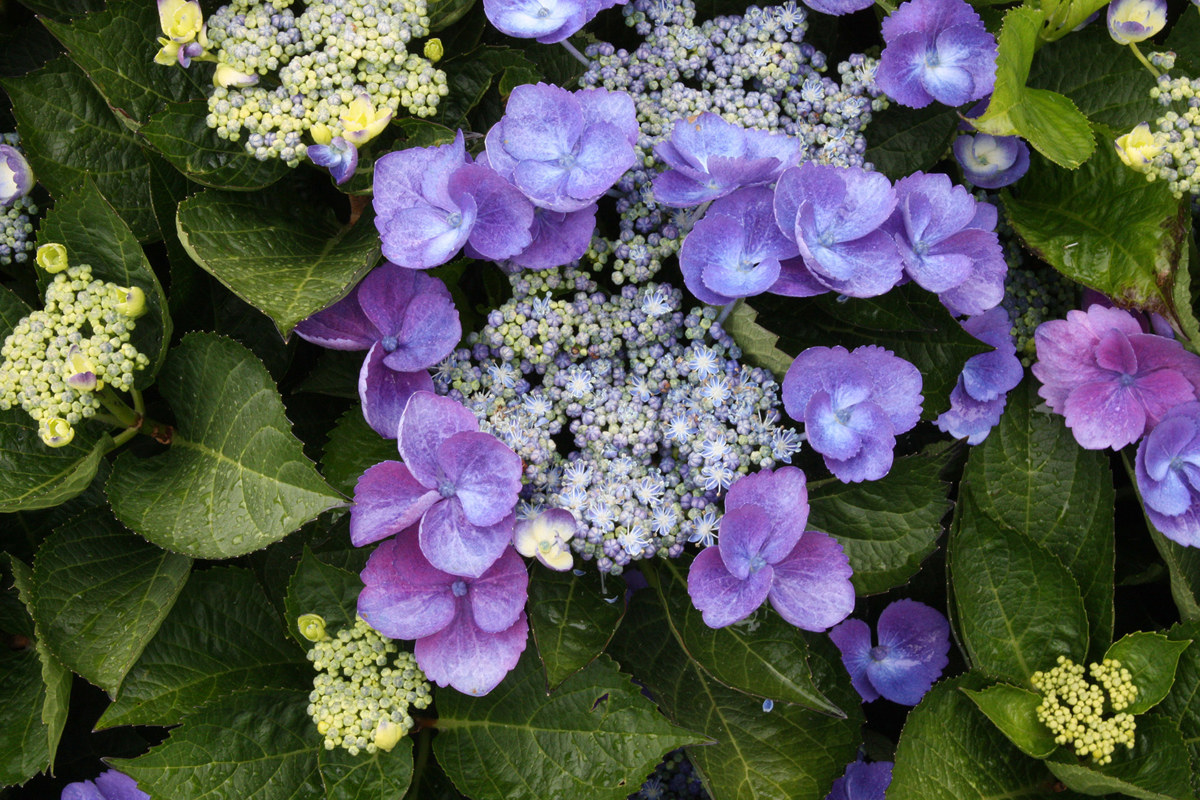 Hydrangea Zaunkonig (1).jpg